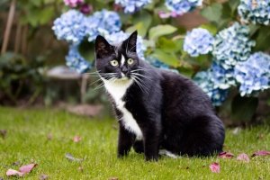 Spring-Themed Cat Names: 189 Ideas for Every Personality
