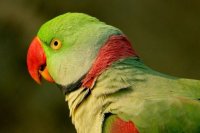 Alexandrine Parakeets: From Royalty to Family Companion