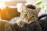 Naming Your New Cat: 215 Ideas by Coat Color and Personality