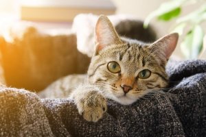 Naming Your New Cat: 215 Ideas by Coat Color and Personality