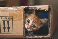 125 Playful Cat Names: From Bacon to Purr-lock Holmes