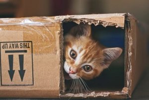125 Playful Cat Names: From Bacon to Purr-lock Holmes