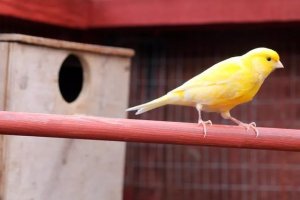Canary Ownership Guide: History, Care, and Costs