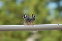 Java Finch Care: Social Needs, Habitat Setup, and State Bans