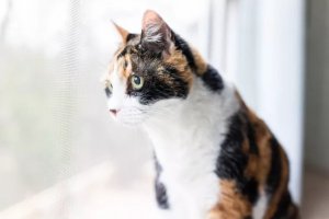 Calico Cat Names: From Classic to Creative for Your Patchwork Pet