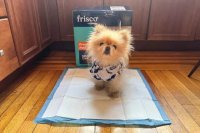 2026 Puppy Pad Guide: Lab-Tested Picks for Every Home
