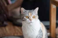 From Garfield to Cleopatra: 130+ Cat Names with Star Power