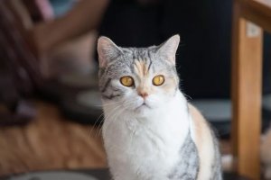 From Garfield to Cleopatra: 130+ Cat Names with Star Power