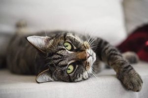 Naming Your Tabby: From Classic to Quirky Picks for Every Coat