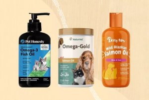 Choosing Omega-3 for Dogs: What to Know Before You Buy