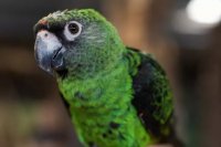 Jardine Parrots: A Guide to Their Care, Personality, and Health