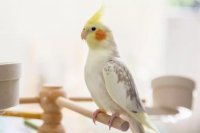 Cockatiel Ownership: What to Know Before Bringing One Home