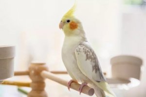 Cockatiel Ownership: What to Know Before Bringing One Home