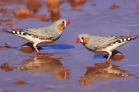 Considering a Finch? Key Facts on Social Habits, Housing, and Sound