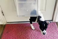 Pet Door Picks for 2026: Tested Models and Installation Tips