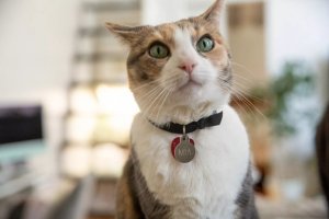 Naming Your New Cat: A Practical Guide to Avoiding Common Pitfalls