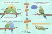 Budgie Ownership: Key Facts on Diet, Lifespan, and Talking Ability