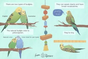 Budgie Ownership: Key Facts on Diet, Lifespan, and Talking Ability