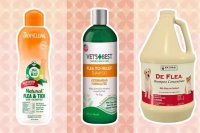 Choosing a Flea Shampoo for Your Dog: What to Know Before You Buy
