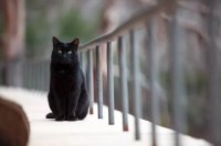 Naming Your Black Cat: A Curated List of 100 Ideas Rooted in History and Pop Culture