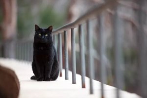 Naming Your Black Cat: A Curated List of 100 Ideas Rooted in History and Pop Culture