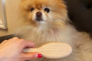 How to Choose the Right Dog Brush: 28 Models Put to the Test
