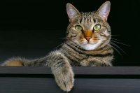 Bold Cat Names: 110 Fierce Choices for Your Confident Feline