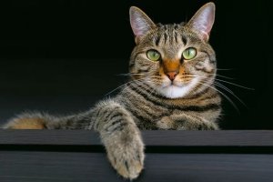 Bold Cat Names: 110 Fierce Choices for Your Confident Feline