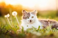 Summer Cat Names: 110 Seasonal Ideas for Your New Feline Friend