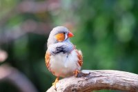 Zebra Finch Breeding: What Owners Should Know Before Pairing