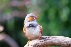 Zebra Finch Breeding: What Owners Should Know Before Pairing