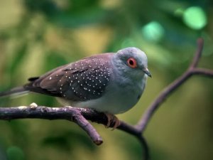 Diamond Dove Ownership: What to Know Before Bringing One Home