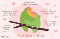Lovebirds as Pets: What Owners Should Know Before Adopting