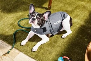 Canine Calm: A Practical Guide to Stress-Relief Aids for Anxious Dogs