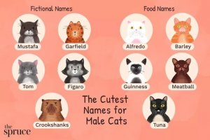 275 Male Cat Names: From Classic to Quirky Picks for Your Feline