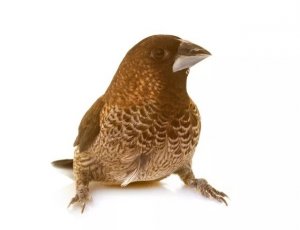 Society Finches as Pets: What Owners Should Know Before Buying