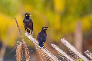 Mynah Birds as Pets: What to Know Before You Buy
