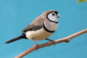 Owl Finch Ownership: Habitat, Diet, and Health Essentials
