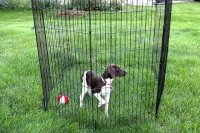 2026 Dog Pens: From Puppy Playpens to Heavy-Duty Outdoor Yards