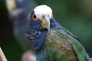 White-Capped Pionus: A Compact Parrot With a 30-Year Commitment