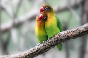 Breeding Lovebirds at Home: A Practical Guide for Aviculturists