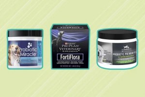 Dog Gut Health: A Buyer&rsquo;s Guide to Probiotic Supplements