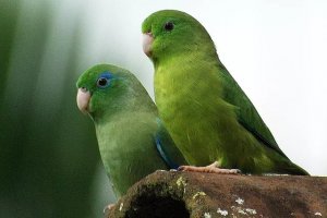 Pocket-Sized Parrots: Parrotlets Pack Decades of Life and Attitude