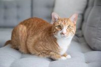 Why Orange Female Cats Are Rare and How to Name Yours