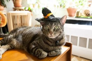 From Salem to Bellatrix: A Guide to Witchy Cat Names