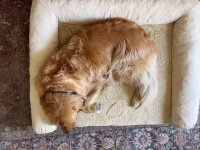 Choosing the Right Dog Bed: A Guide Based on Real Testing