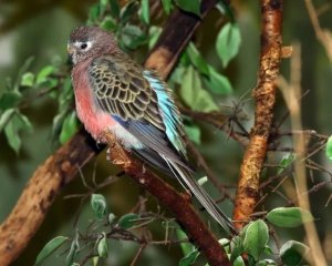 Quiet Charm: Bourke's Parakeets as Apartment-Friendly Pets