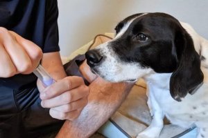 Dog DNA Testing: What to Know Before Buying a Kit