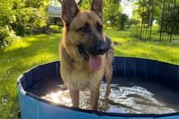 Summer 2026 Dog Pools: Field-Tested Picks for Every Backyard