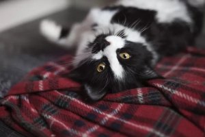 Naming Your Tuxedo Cat: 150+ Ideas From Classic to Quirky